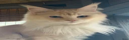 Maine Coon cats for sale: Maine coon girl 1year old  - Advert 5