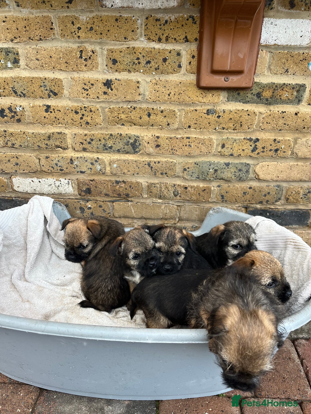 Border Terrier dogs for sale: Stunning border terries  - Advert 7