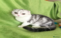 Scottish Fold cats for sale: Beautiful kittens just for you - Image 18