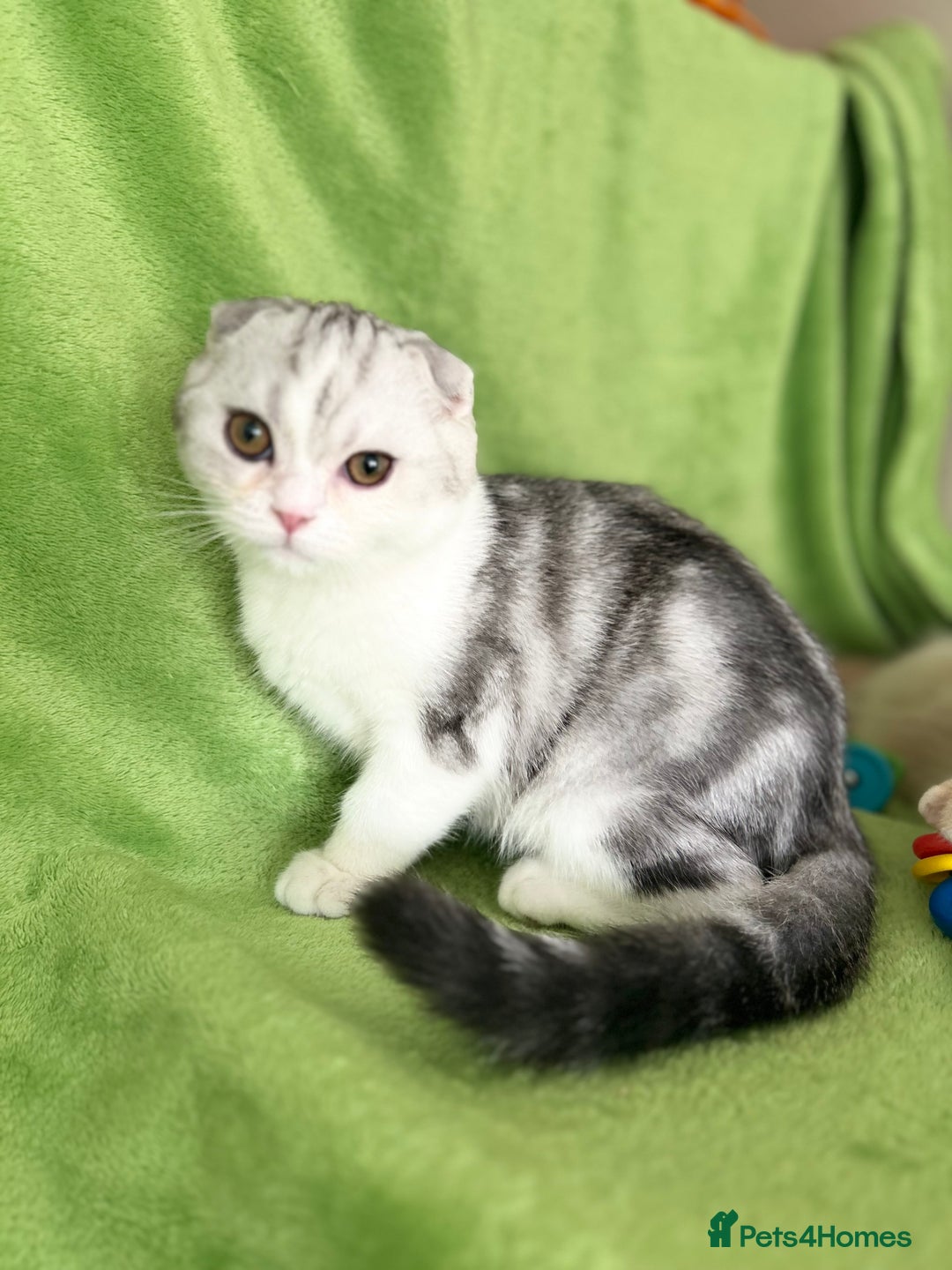 Scottish Fold cats for sale: Beautiful kittens just for you - Image 18