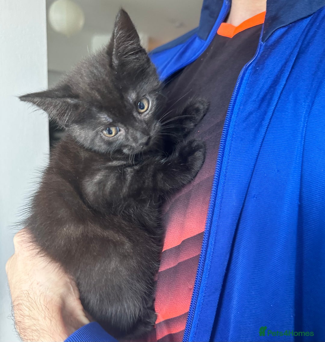 Egyptian Mau cats for sale: TICA SILK SMOKE PANTHER ED. EGYPTIAN MAU X BENGAL - Image 1