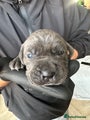 Cane Corso Puppy 6 - Male - Rex