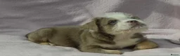 Mixed Breed dogs for sale: the cutest shih zhu mix babies  in Spalding - Advert 3