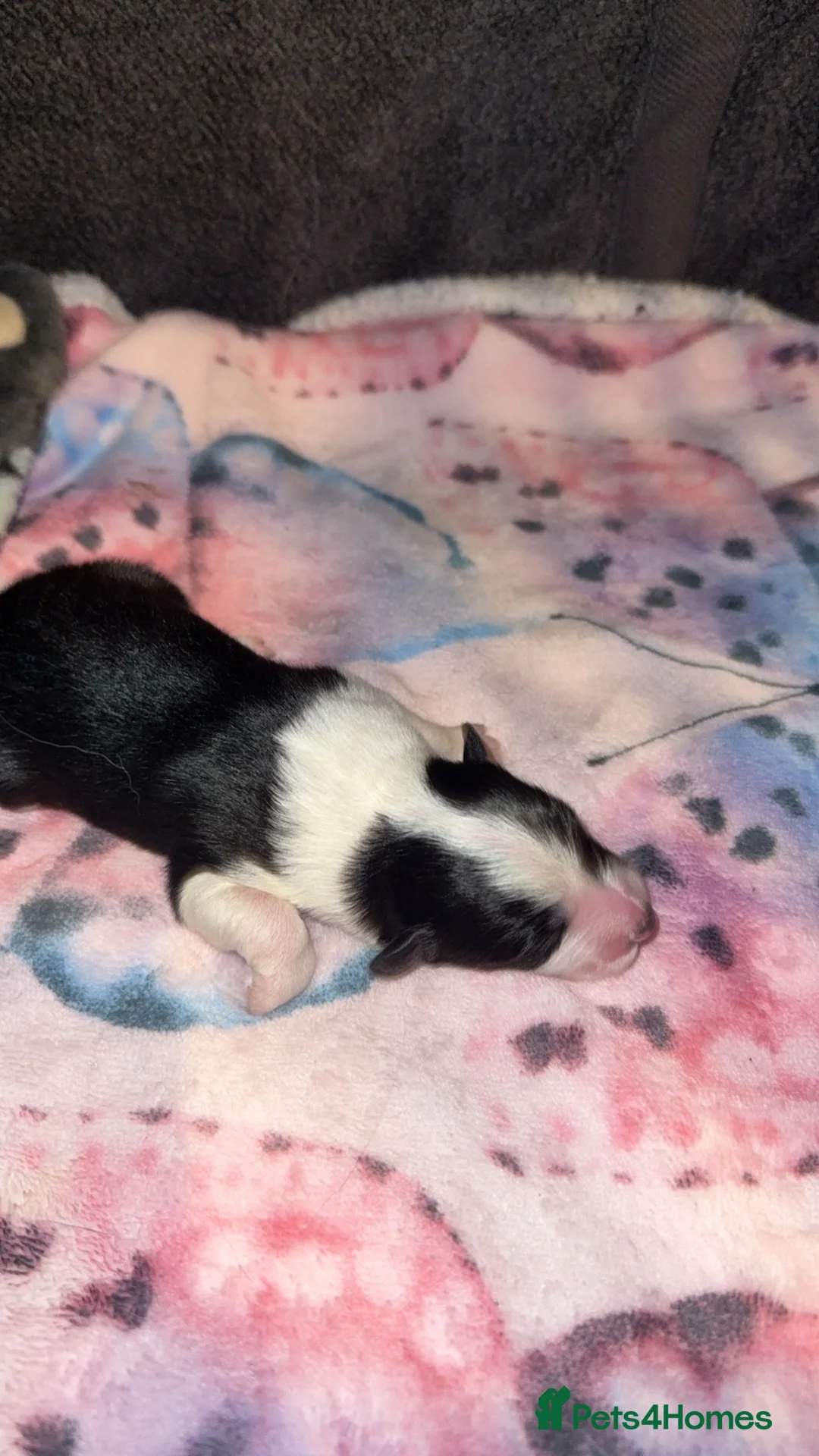 Border Collie dogs for sale: Border Collie Puppies For Sale - Advert 7