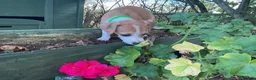 Italian Greyhound dogs for sale: Royal kennel club registered  - Advert 15