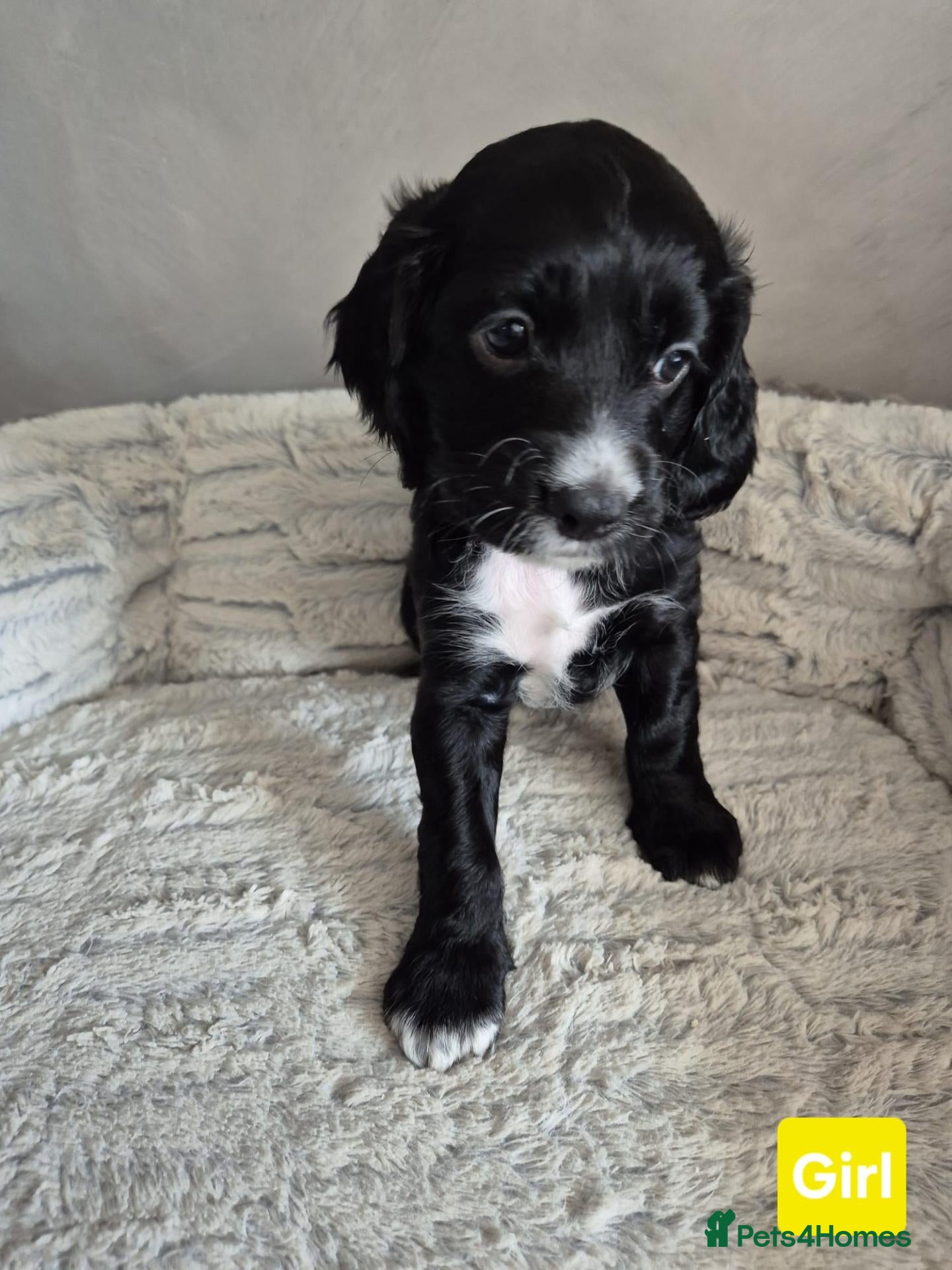 Cockapoo dogs Cockapoo Puppies - Advert 12