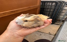 Guinea Pig rodents for sale: 5 Long haired male guinea pigs. - Image 4