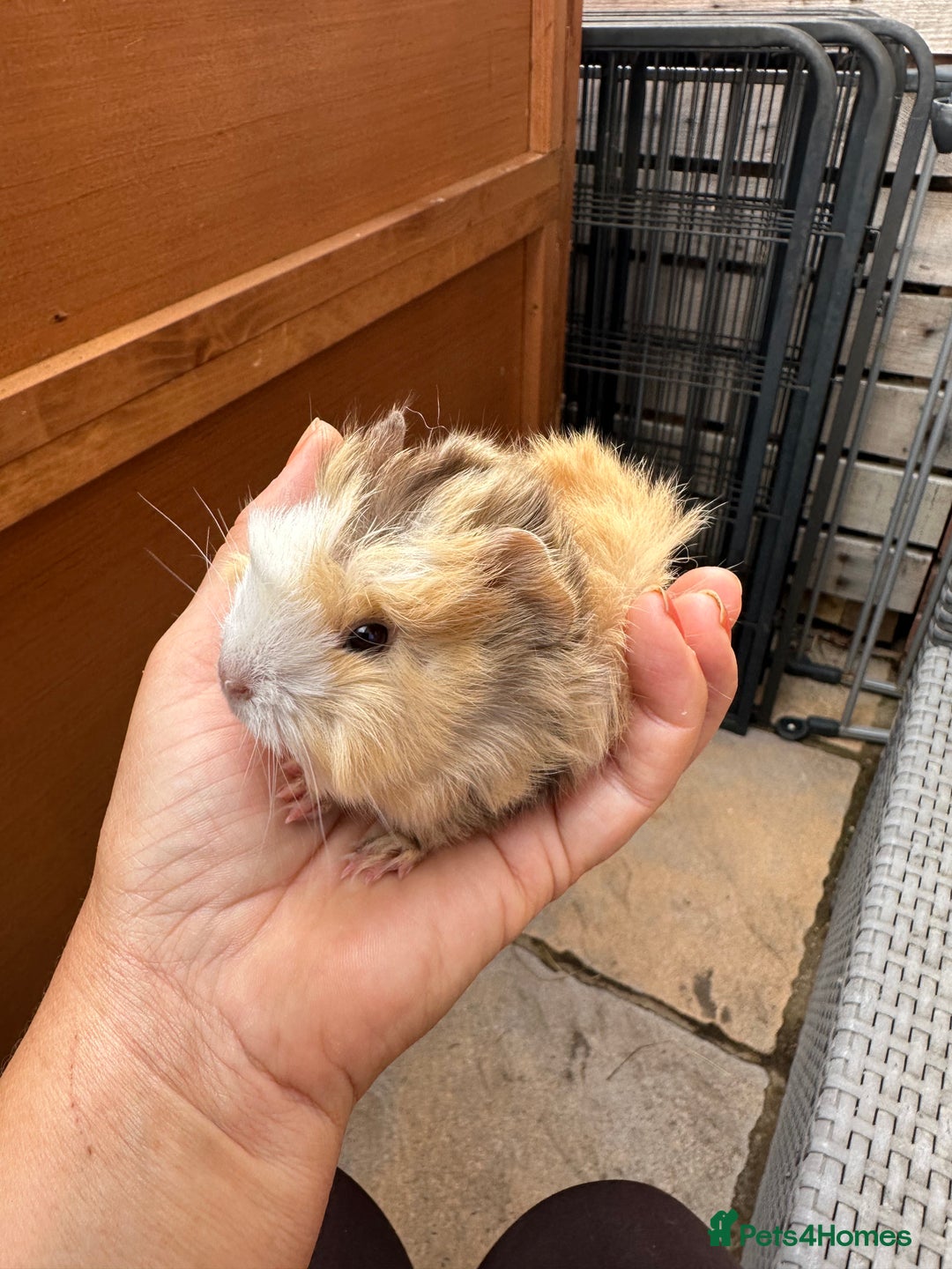 Guinea Pig rodents for sale: 5 Long haired male guinea pigs. - Image 4