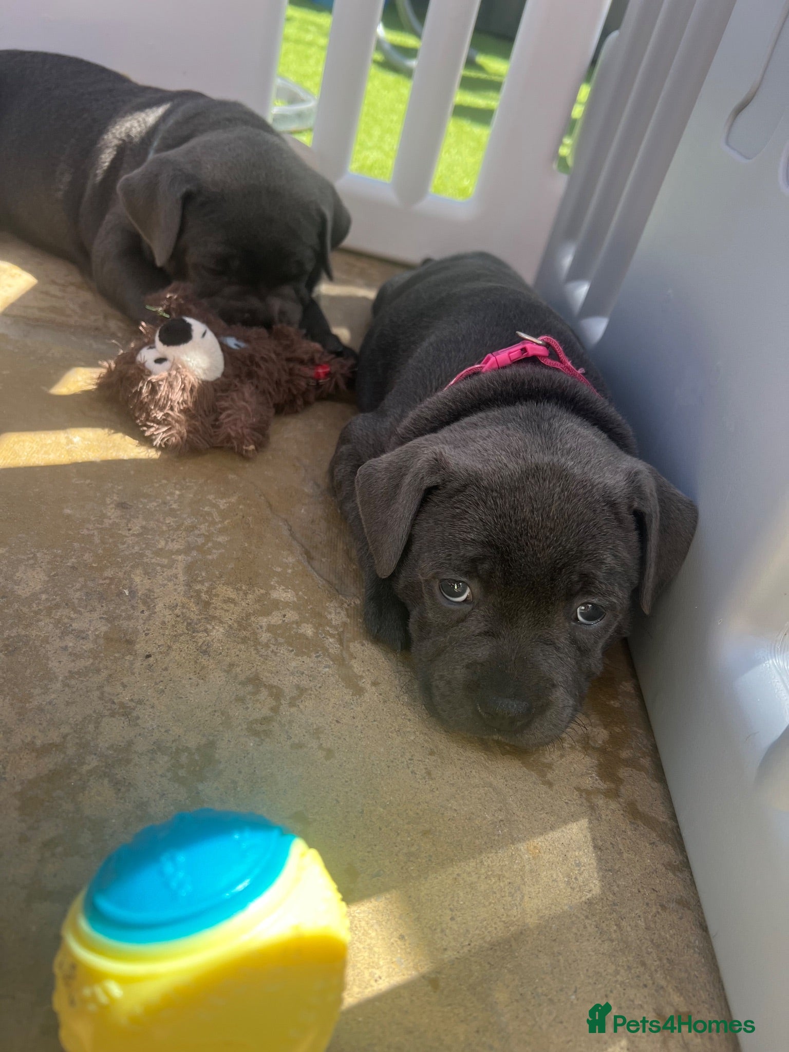 Staffordshire Bull Terrier dogs Stunning KC registered Staffy puppies 💙💙🩷🩷🩷 - Advert 2