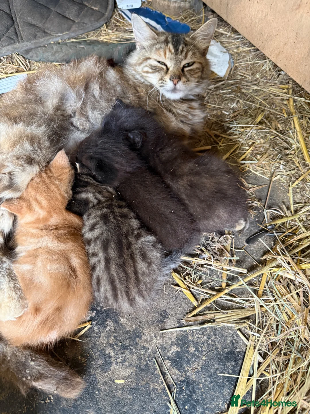 Mixed Breed cats for sale: 4 beautiful kittens  - Advert 9