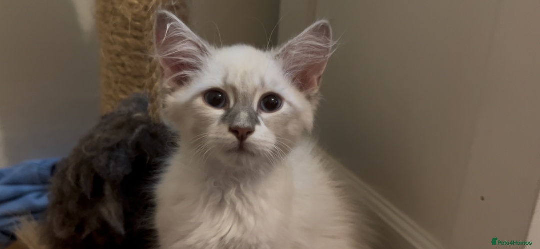 Siberian cats for sale: Siberians with wonderful personalities  - Image 4