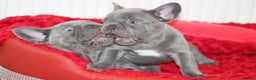 French Bulldog dogs for sale: Solid lilac French bulldog’s  - Advert 17