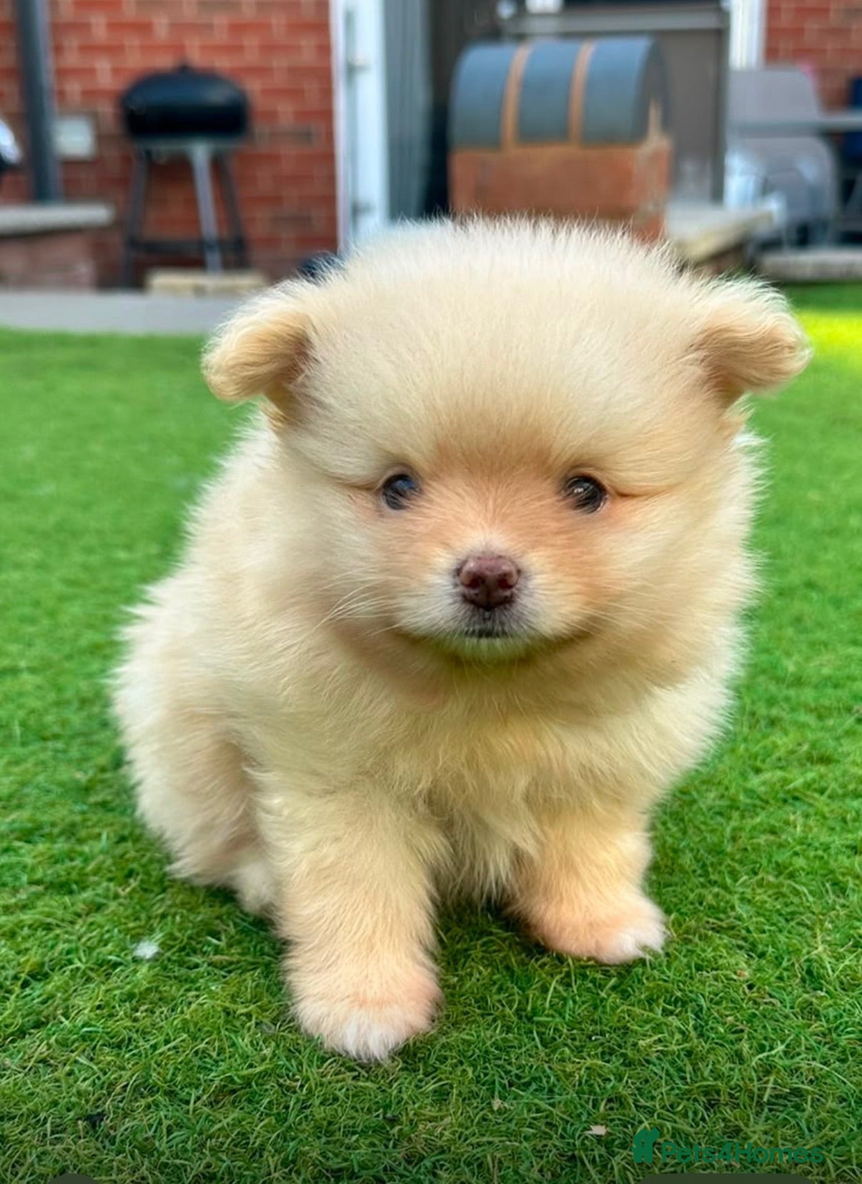 Pomeranian dogs Gorgeous Pomeranian's available   - Advert 2