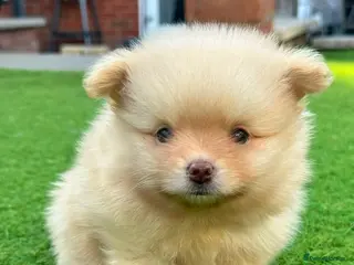 Pomeranian dogs Gorgeous Pomeranian's available - Advert 1