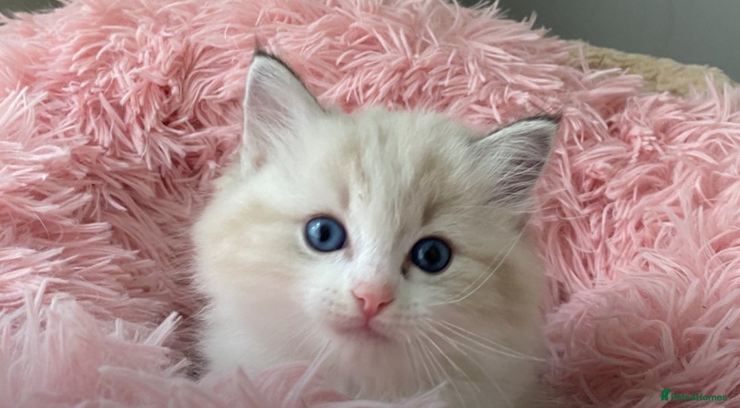 Ragdoll cats for sale: Seal Lynx Bi colour Female European ragdoll  - Advert 3