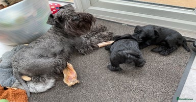 Miniature Schnauzer dogs - Advert 1