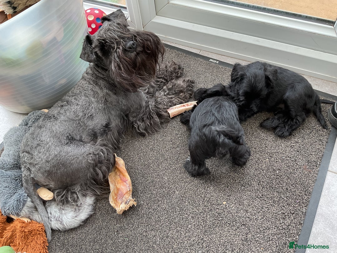 Miniature Schnauzer dogs for sale: Beautiful Boys - Image 2