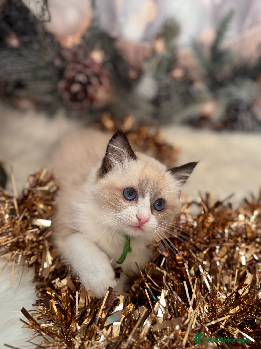 Ragdoll cats for sale: 🏆 gccf ragdoll grand champion kittens 🏆 - Advert 25