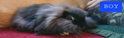 Mixed Breed rabbits for sale: Friendly bunnies ready to go in Southampton - Advert 3