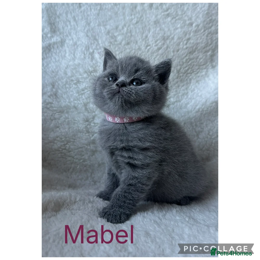 British Shorthair cats for sale: Stunning Blue British Shorthair Kittens  - Advert 17