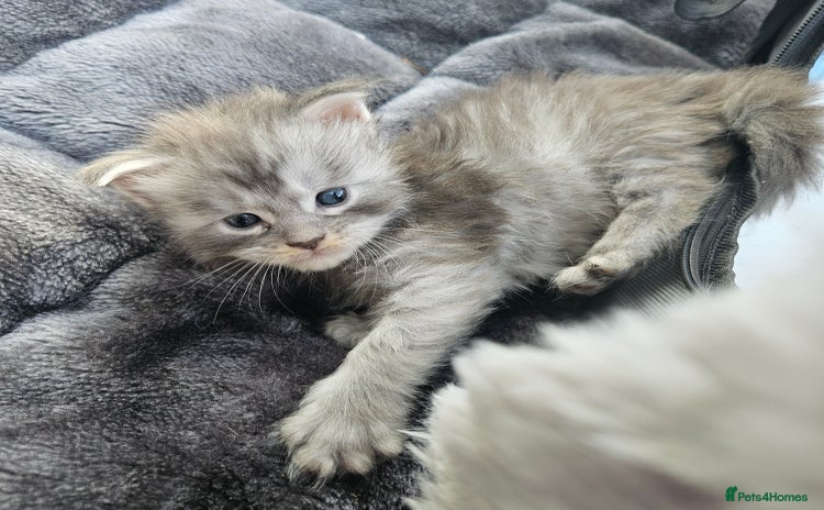 Maine Coon cats - Advert 14