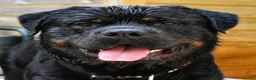 Rottweiler dogs for stud: Rottweiler HAJIMARI ROTTWEILERS  - Advert 4