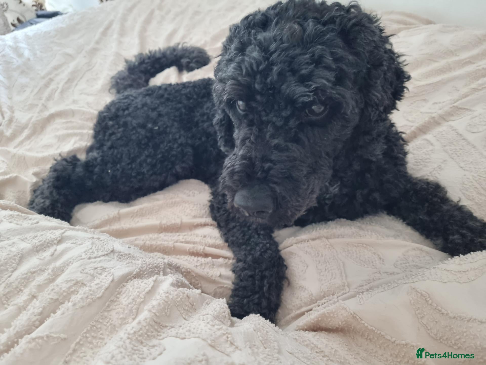 Miniature Poodle dogs 5 yr old KC registered black miniature poodle stud - Advert 2