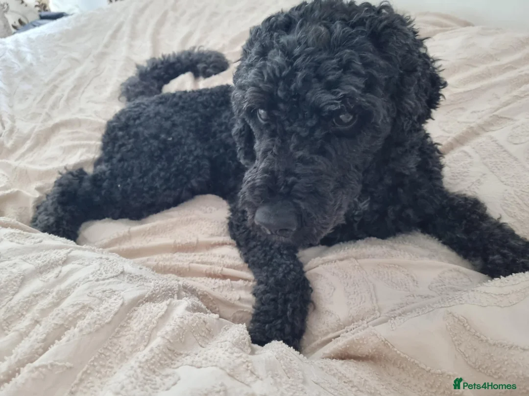 Miniature Poodle dogs for stud: 5 yr old KC registered black miniature poodle stud - Advert 2