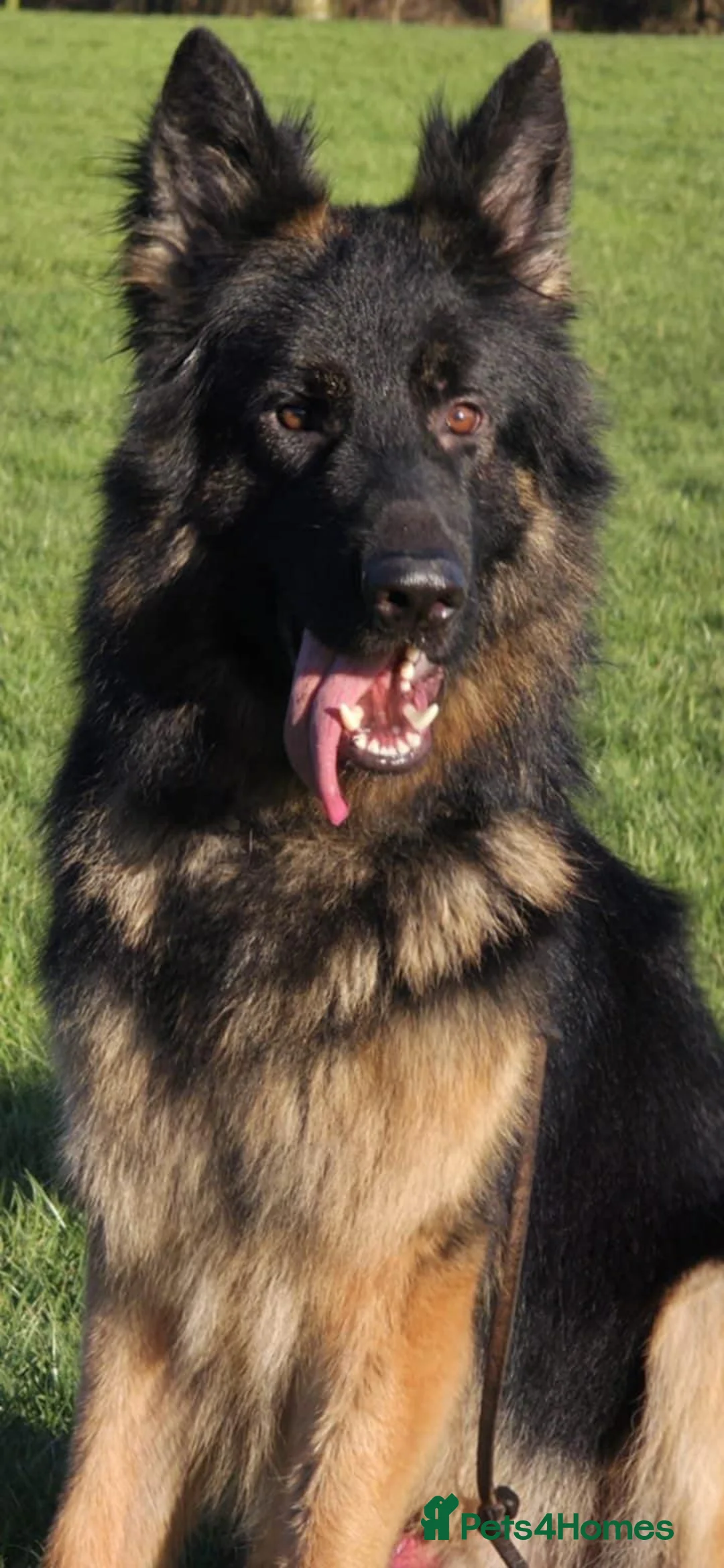 German Shepherd dogs for sale: Rare Blue German Shepherd Puppies Blue,Grey & Gold - Advert 5