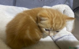 British Shorthair cats for sale: New born ginger and tortoiseshell  - Image 11