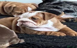 English Bulldog dogs for sale: Amazing litter of English bulldogs - Image 8