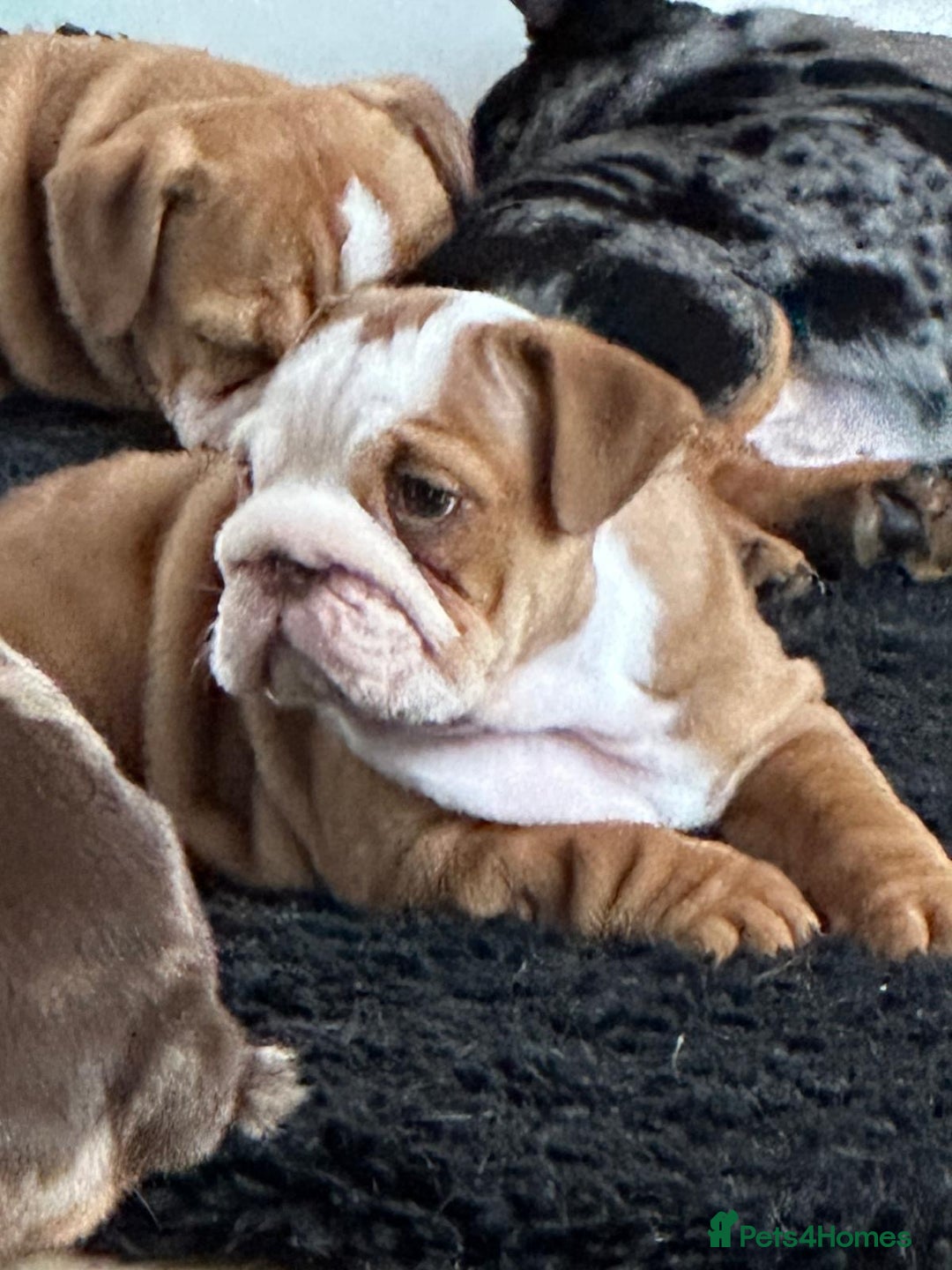 English Bulldog dogs for sale: Amazing litter of English bulldogs - Image 8