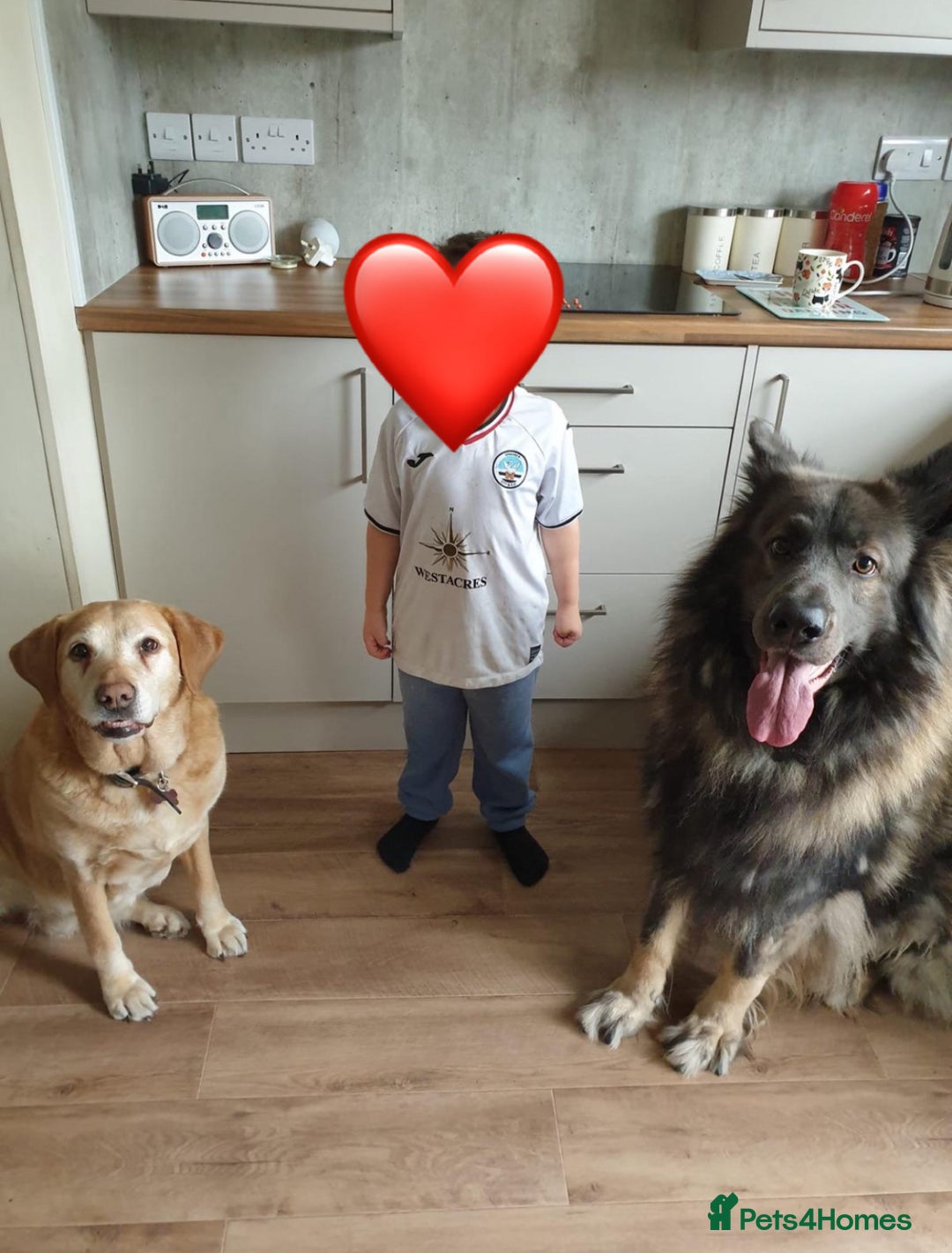 German Shepherd dogs for stud: Long Coat Blue Sable German Shepherd 💙 STUD in Swansea - Image 7