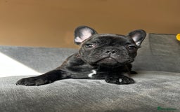 French Bulldog dogs for sale: KC, standard colours French Bulldog puppies🐾 - Image 24