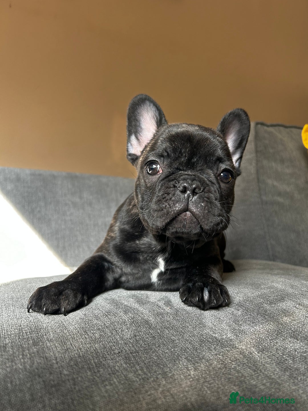French Bulldog dogs for sale: KC, standard colours French Bulldog puppies🐾 - Image 24