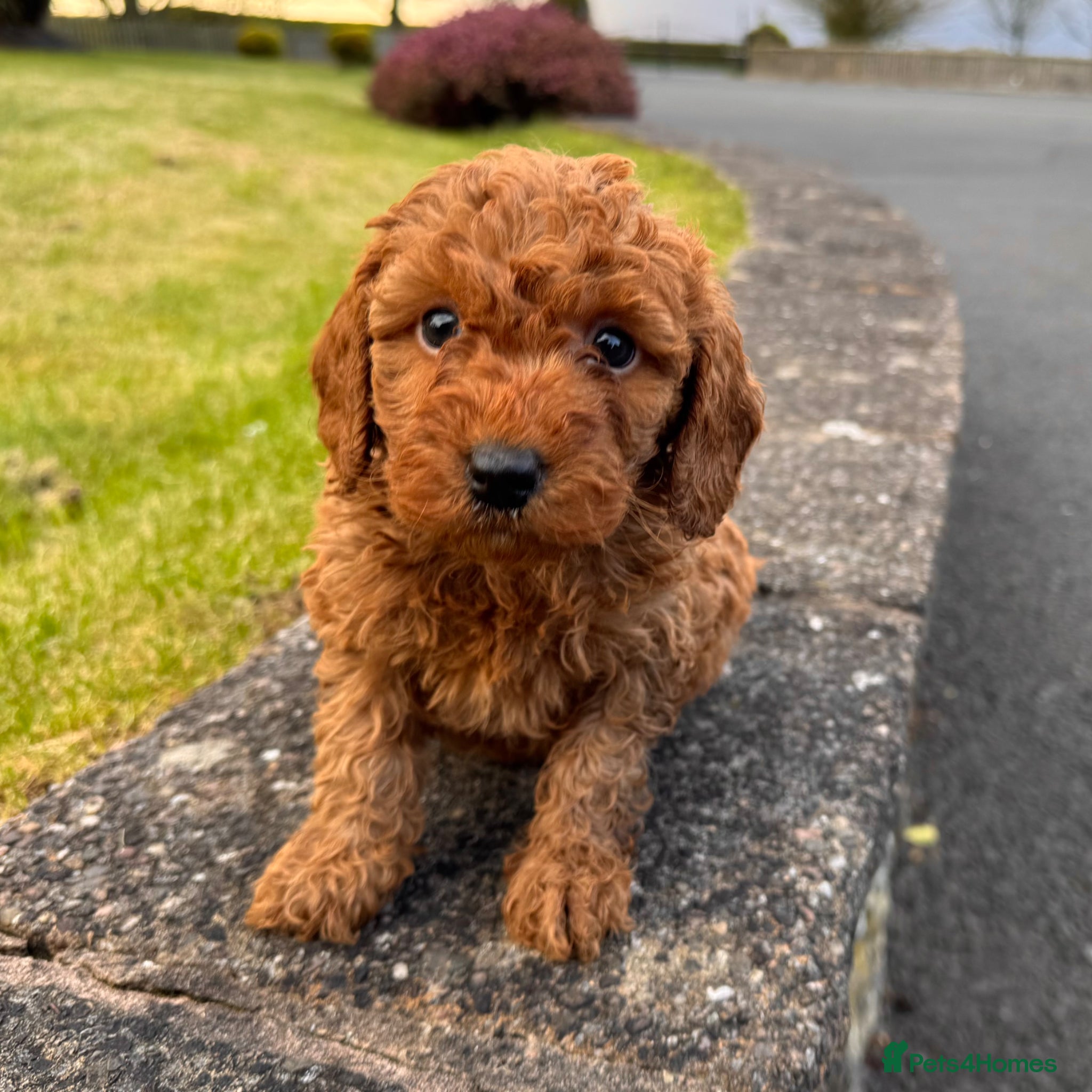 Miniature Poodle dogs Beautiful Red Miniature Poodle puppies - Advert 1