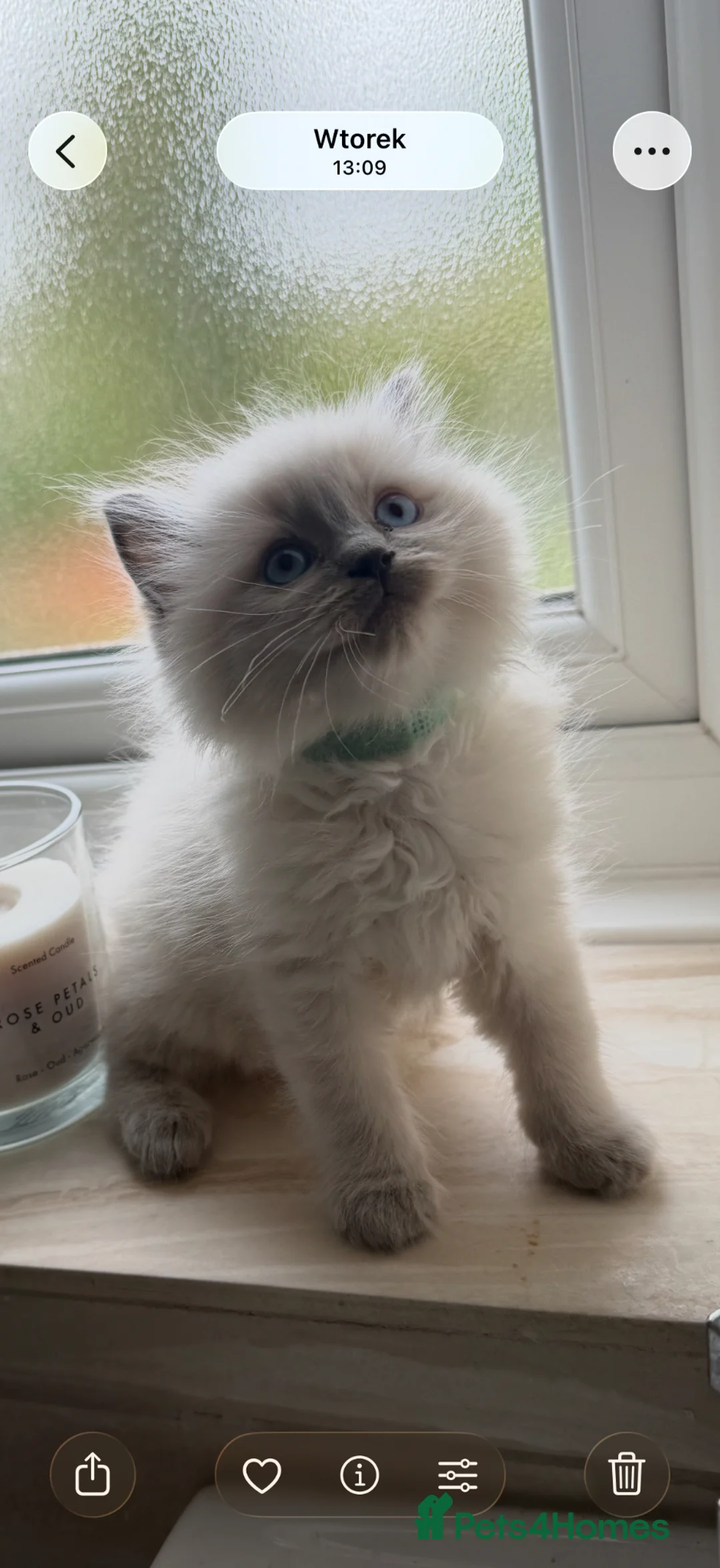 Ragdoll cats for sale: READY NOW Ragdoll kittens  - Advert 11
