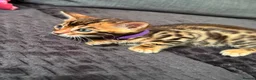 Bengal cats for sale: Kitten boys Bengal  - Advert 5