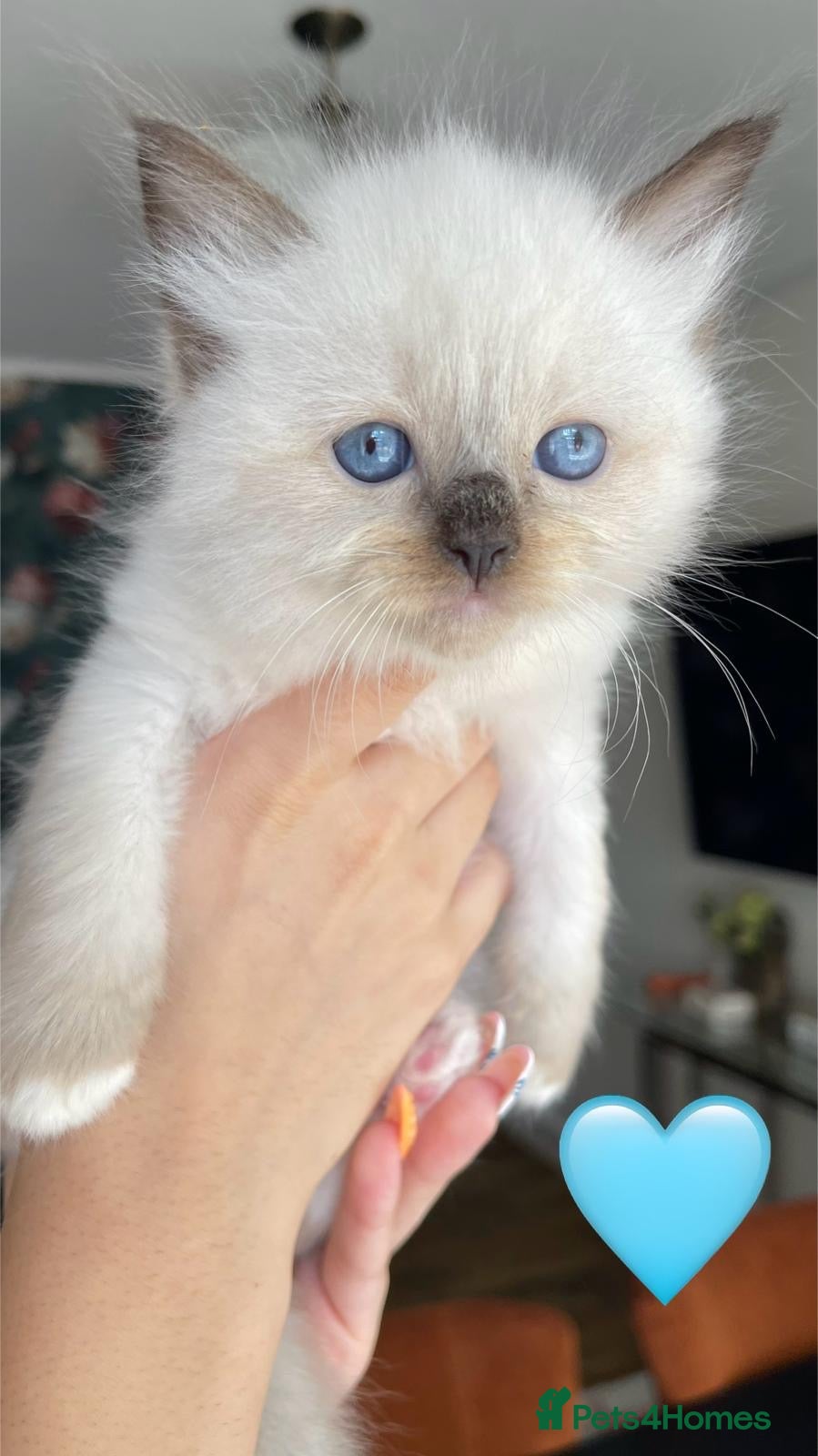 Ragdoll cats Bicolour ragdoll kittens - Advert 2