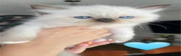 Ragdoll cats for sale: Bicolour ragdoll kittens - Advert 2