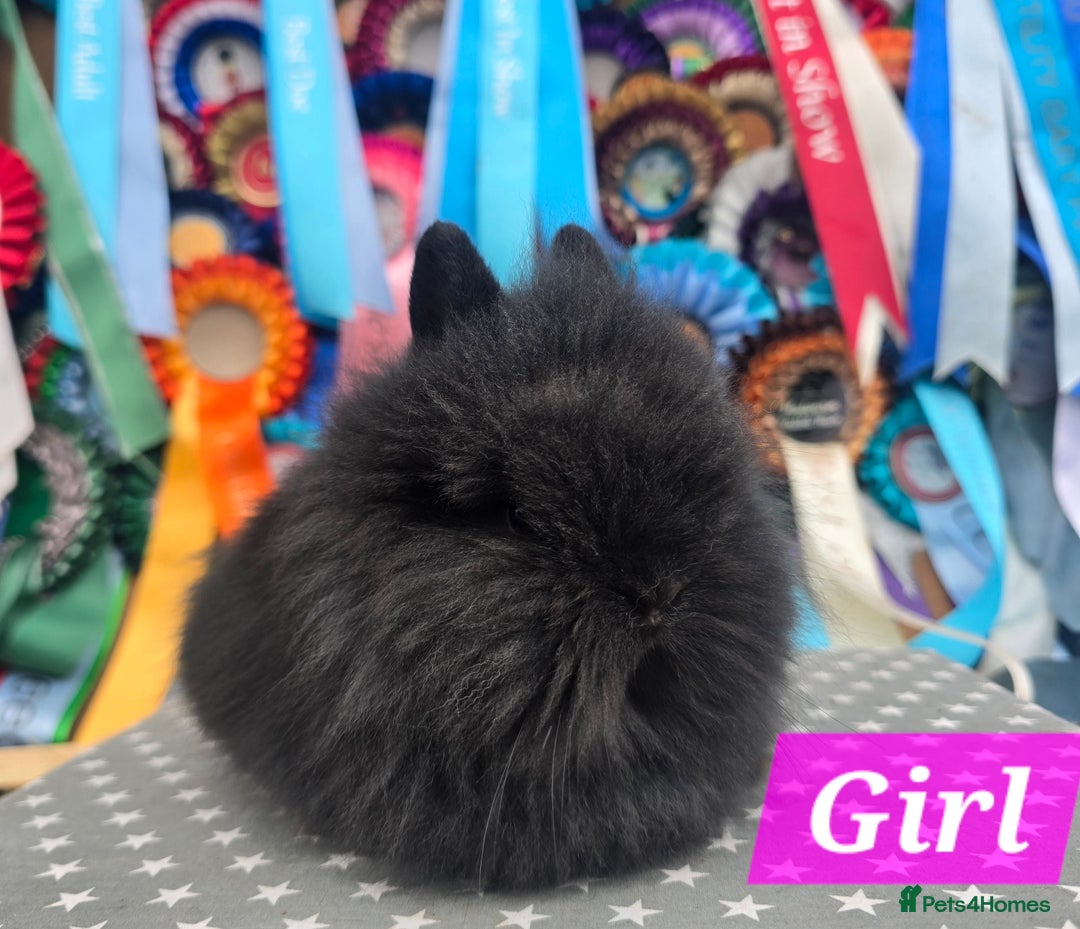 Lionhead rabbits for sale: Gorgeous Purebred Lionheads available  - Advert 7