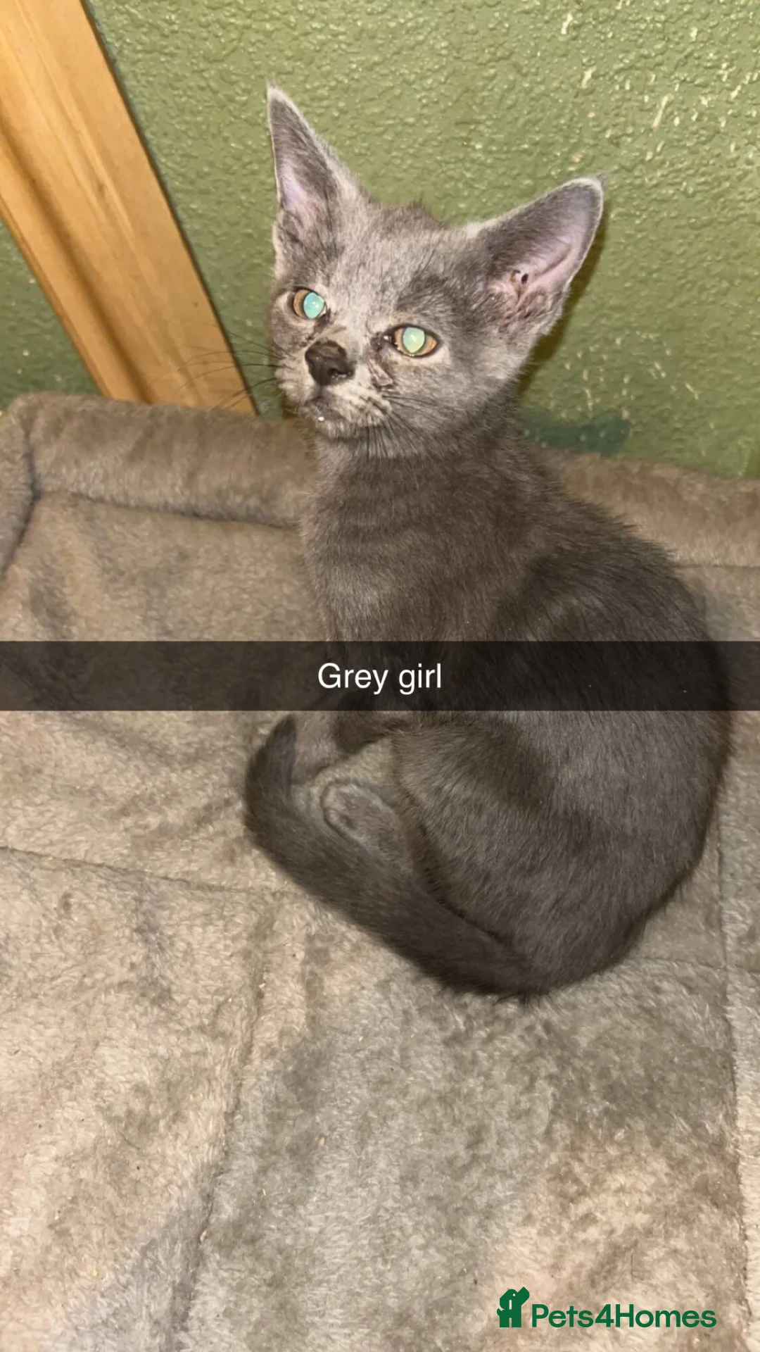 Chartreux cats for sale: Beautiful chartuex kittens   in Bradford - Advert 2