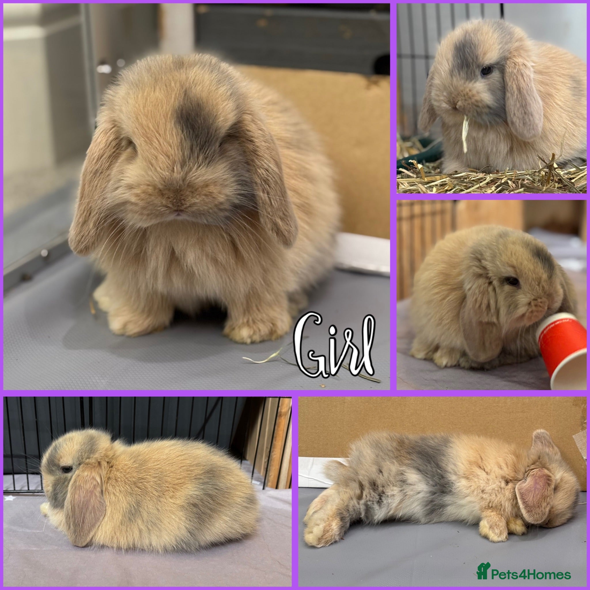 Mini Lop rabbits Please read advert - 3 pure bred mini lops - Advert 1