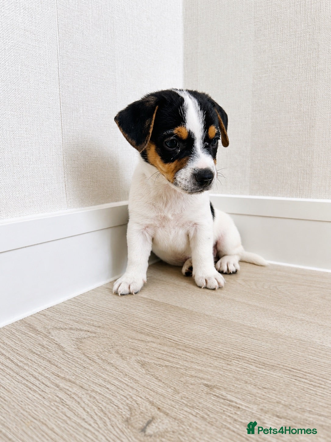 Jack Russell dogs Jack Russell Puppies Tri Coloured  - Advert 2