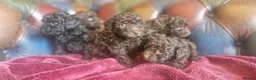 Toy Poodle dogs for sale: Gorgeous toy poodle pupps.health tested parents  - Advert 7