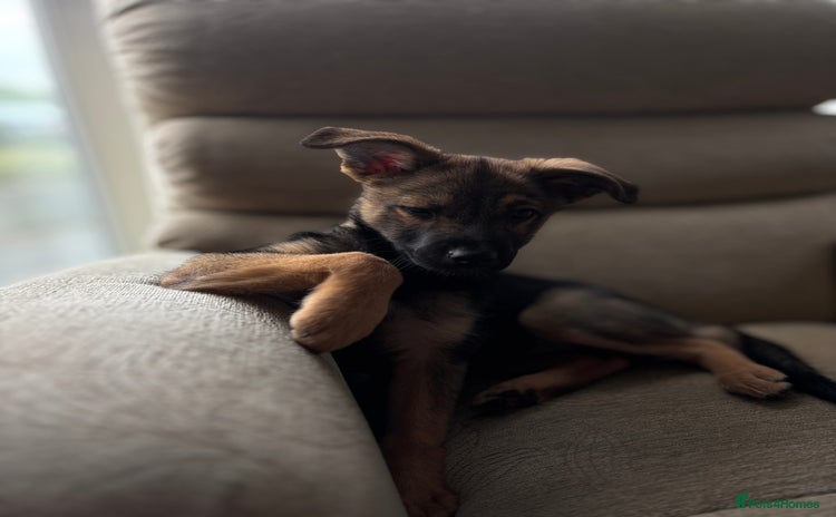Mixed Breed dogs - Advert 6