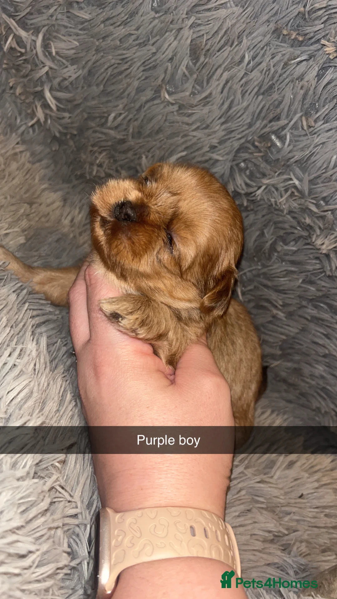 Shih Tzu dogs for sale: Shih Tzu puppies for sale  - Advert 4