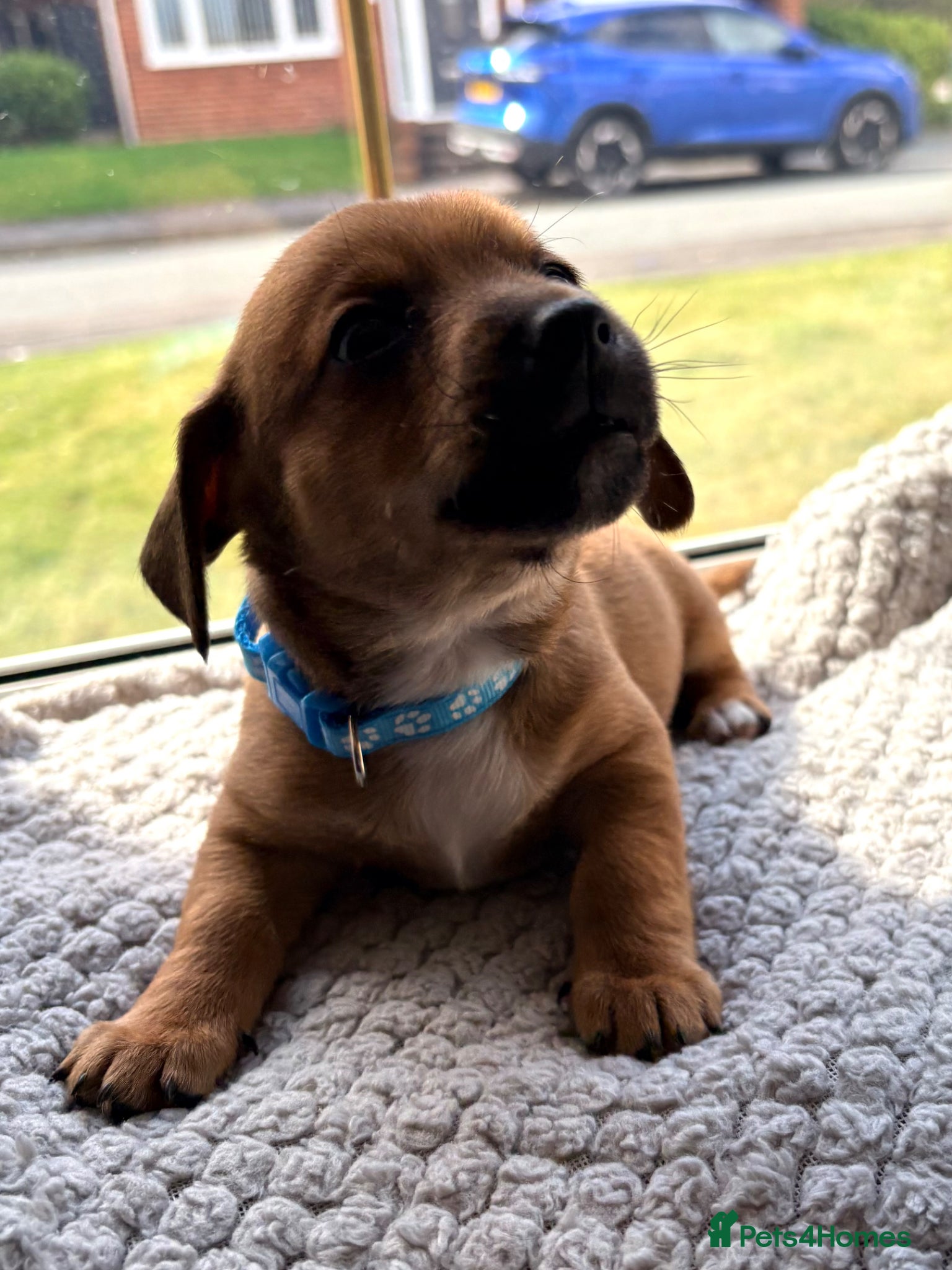 Jackshund dogs Gorgeous Jackshund (JRT x Dachshund) pups - Advert 2