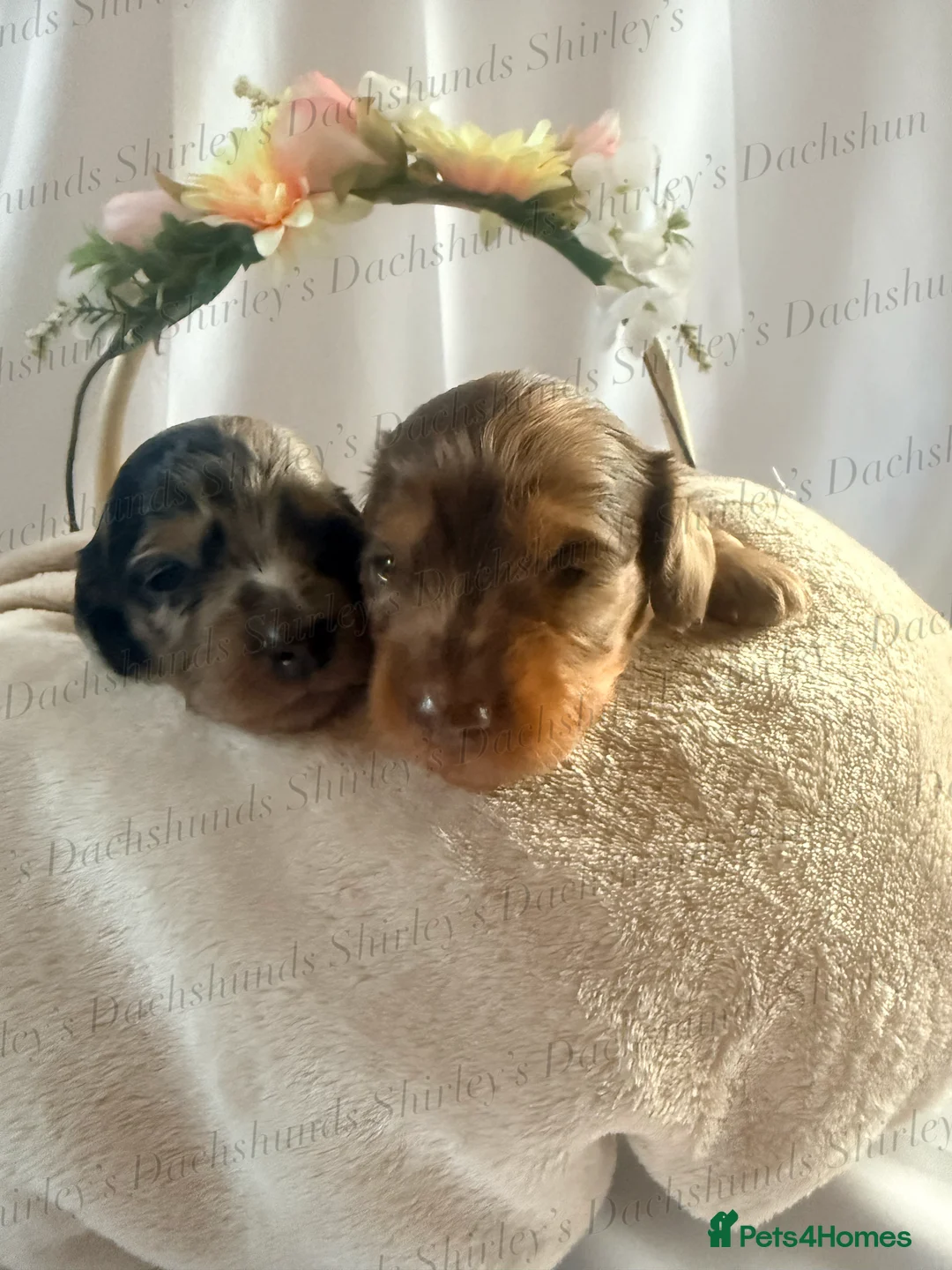 Miniature Dachshund dogs for sale: Longhaired Miniature Dachshunds KC Registered  - Advert 6