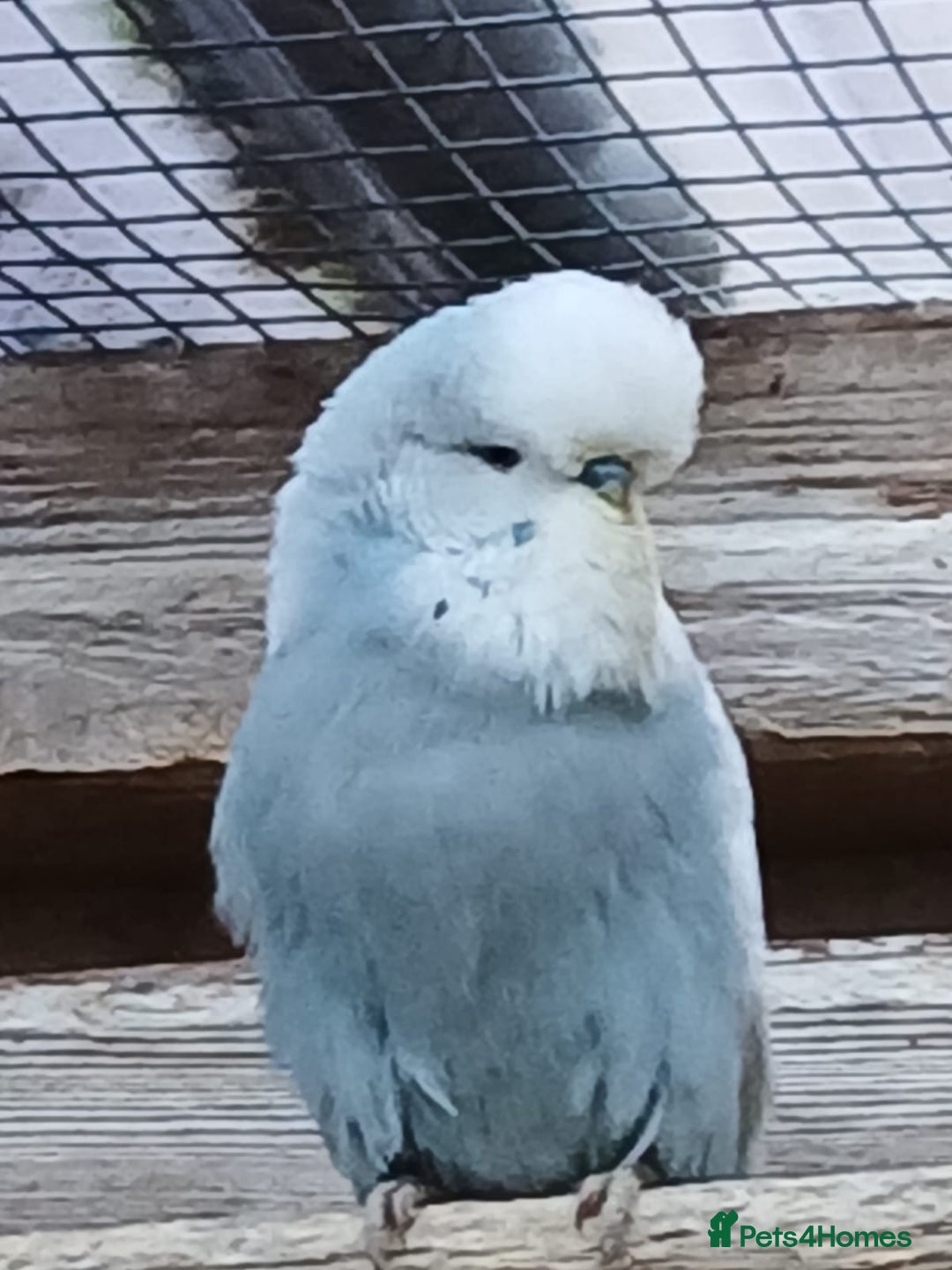 Budgerigars birds for sale: Budgies. Various colours. - Advert 3